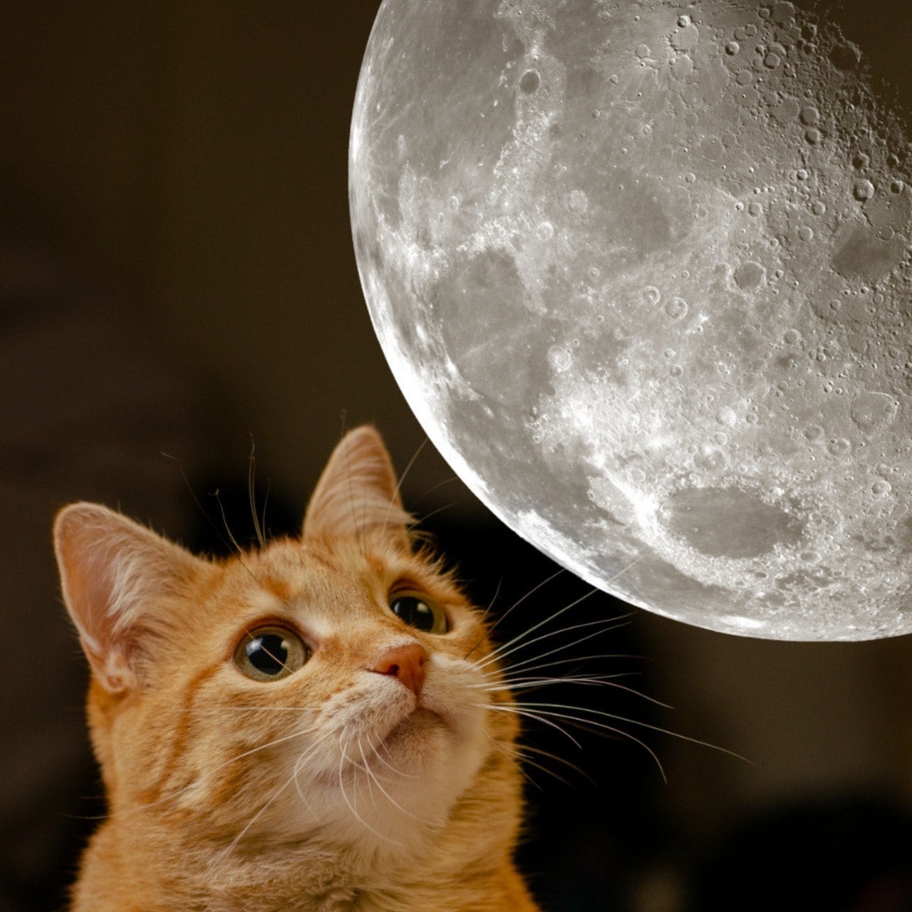 An orange cat staring at the moon